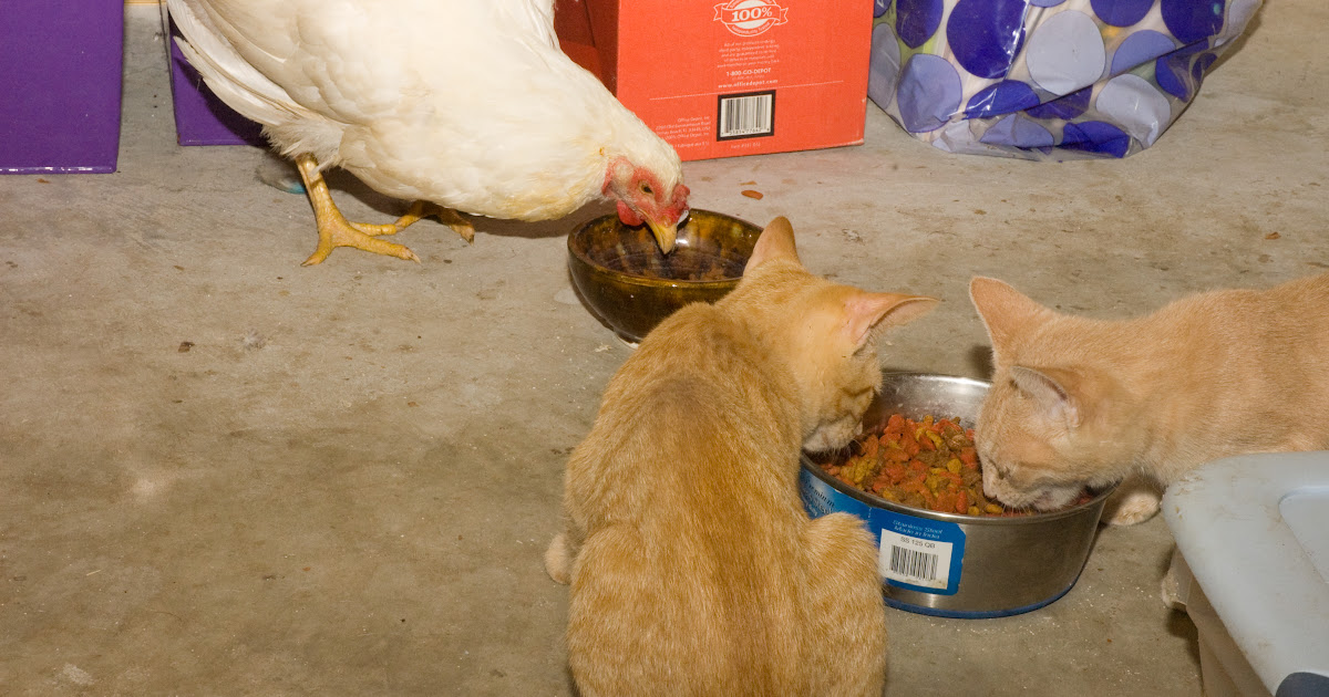 GOODNESS!GRACIOUS ACRES kittens and chickens